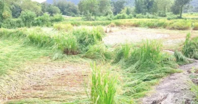 Cyclone Montha Cyclone Montha