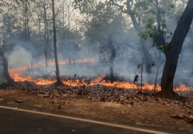 ଜଂଗଲ ବିଭାଗର ସଚେତନ ସତ୍ତ୍ବେ ବଣରେ ଲାଗୁଛି ନିଆଁ